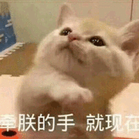 现在 猫 牵手 搞怪 逗
