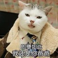 猫咪 可爱 萌萌哒 搞笑 斗图 即便如此，我还是你爸爸