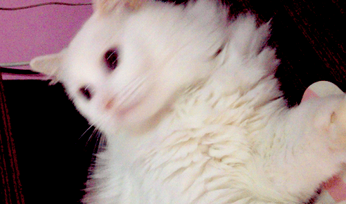猫咪 长得好漂亮啊 白白的