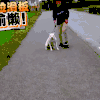 二哈 狗狗 汪星人 萌宠 可爱