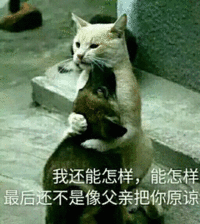 猫咪 拥抱 毛茸茸 把你原谅