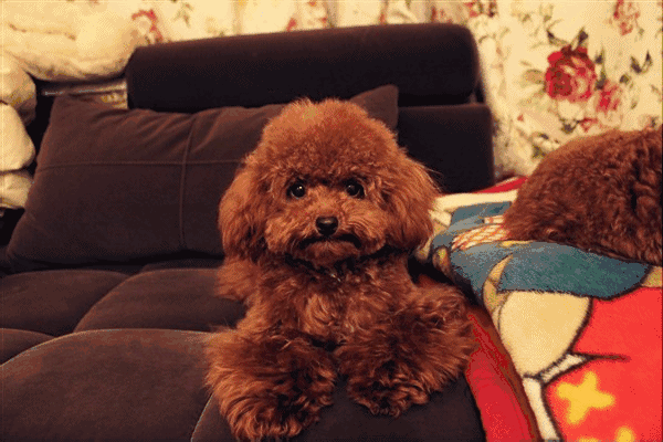 狗狗 可爱 坐着 沙发