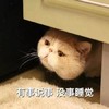 萌宠 猫星人 有事说事 没事睡觉 呆萌 可爱