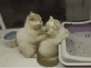 猫咪 按摩 享受 可爱