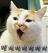 猫咪 喵星人 打哈欠 嚯呦呦呦 斗图 搞笑