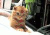 萌宠 猫咪 打哈欠 伸懒腰