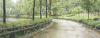 小路 下雨 树木 美景