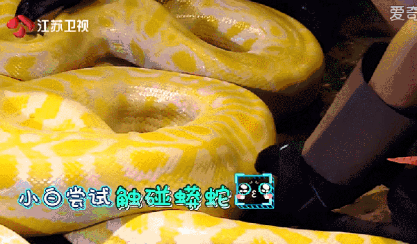 大蟒蛇 金黄色 恐怖 吓人