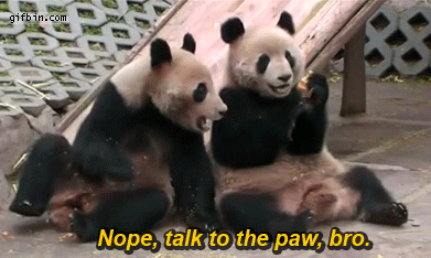闭嘴 熊猫 动物 可爱极了