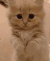 猫咪 谢谢 眼神 可爱