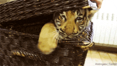 老虎 幼崽 进去 萌 可爱 大猫 动物