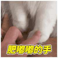 猫咪 萌猫 猪腩肉 调戏老婆 搞笑 抖音 抖音表情包 抖音表情 soogif soogif出品