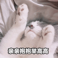 亲亲 抱抱 举高高 猫