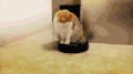 猫咪 观看 好奇 配合