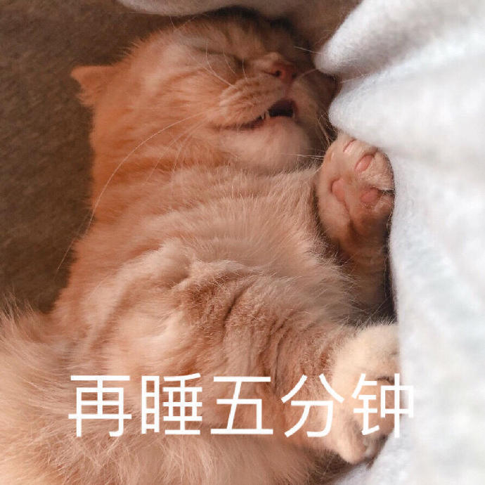 萌宠gif猫星人gif在睡五分钟gif我困了gif呆萌gif可爱gif