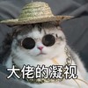 萌宠 猫星人 大佬的凝视 搞怪 逗 呆萌