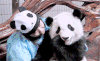 熊猫 panda