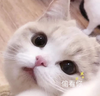 萌宠 猫星人 偷看你 害羞 呆萌 可爱