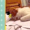 猫 狗 萌宠 可爱