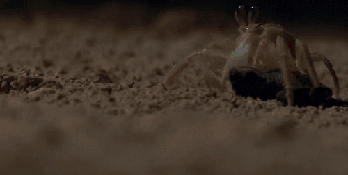 乌龟 地球脉动 捕食 有趣 纪录片 螃蟹