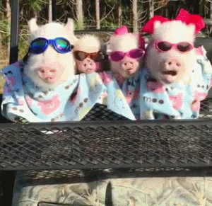 猪猪 搞笑 眼镜 淘气 可爱
