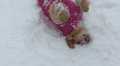 狗狗 雪地 打滚 可爱