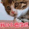 猫 喵星人 萌宠 捂嘴 我什么也没说 soogif soogif出品