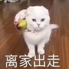 萌宠 喵星人 离家出走 生气 搞怪 逗