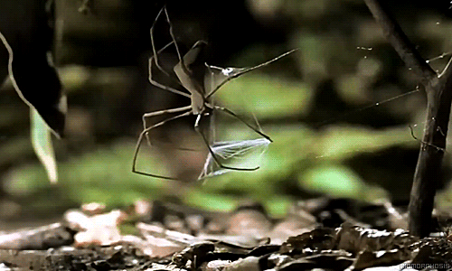 捕猎 昆虫 蜘蛛 织网
