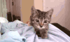 猫咪 后退 可爱
