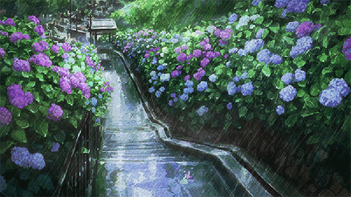 绣球花  小路  花朵 下雨