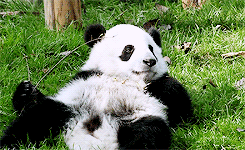 熊猫 动物 休闲 草地
