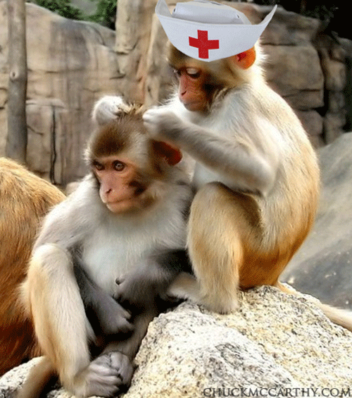 学校 猴子 哟 护士 地位