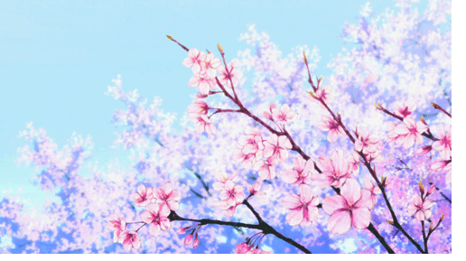 樱花 春天 唯美意境 晴天