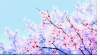 樱花 春天 唯美意境 晴天