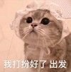 萌宠 猫星人 我打扮好了 出发 搞怪 可爱