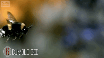 蜜蜂 飞翔