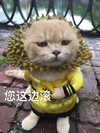萌宠 猫星人 您这边滚 再见 搞怪 逗