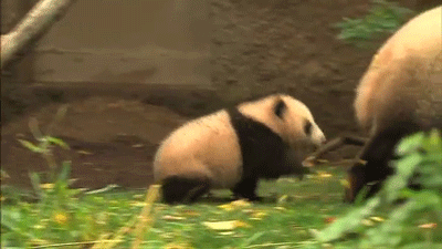 草地 熊猫妈妈 熊猫宝宝 可爱