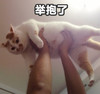 萌宠 喵星人 举报了 举起来 搞怪 逗