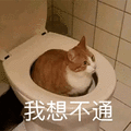 萌宠 猫咪 猫 喵星人 马桶 我想不通 蒙圈