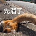 萌宠 猫咪 猫 先溜了 再见 拒绝