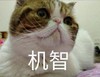 萌宠 猫星人 机智 聪明 呆萌 可爱