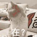 在？ 卖萌 猫咪 可爱