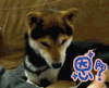 恩？ 蒙圈