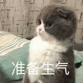 猫 准备 生气