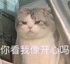 萌宠 猫星人 你看我像开心吗 生气 呆萌 可爱