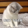 萌宠 喵星人 我错了 我知道错了 委屈 憨憨
