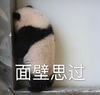 萌宠 熊猫 面壁思过 我反思 呆萌 可爱