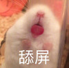 萌宠 猫星人 舔屏 卖萌 呆萌 逗